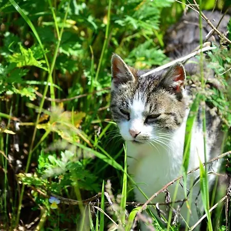 Wieserberg Dellach (Hermagor)