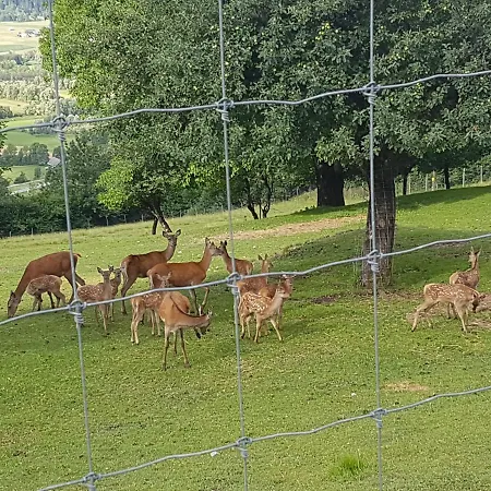 Wieserberg * Dellach (Hermagor)