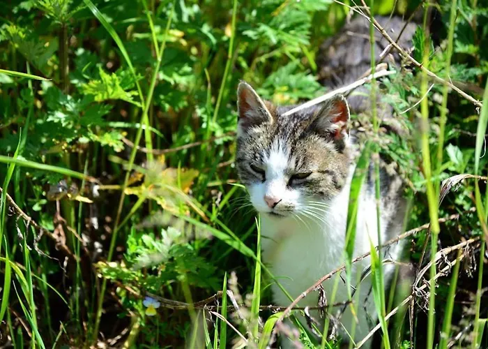 Wieserberg Dellach (Hermagor)